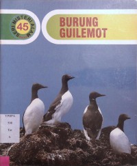 Burung Guilemot 45